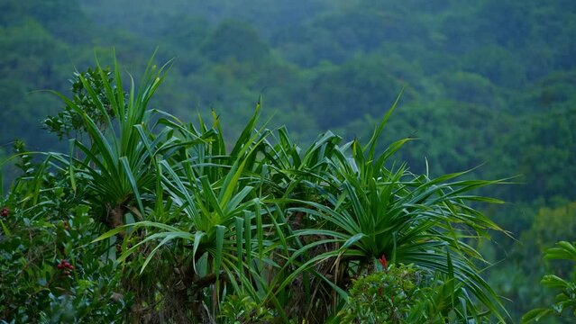 Pandanus Tectorius plant on rainy day Oahu Hawaii