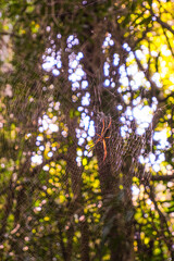big spider on his cobweb in a rain forest