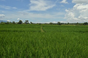 Fototapeta premium panoramic landscape of rice field