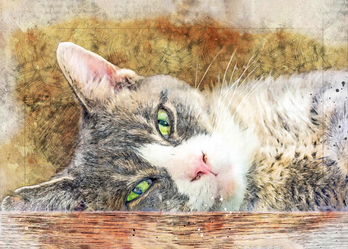 Digitally enriched photograph of a grey tabby cat. This photosketch technique creates a faux watercolour effect giving the image an overall artistic impression.