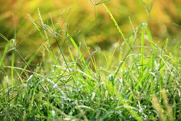 朝陽に照らされてきらきら光る草の朝露