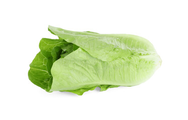 Fresh green romaine lettuce isolated on white