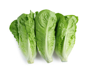 Fresh green romaine lettuces isolated on white, top view