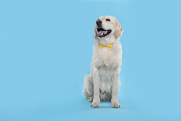 Cute Labrador Retriever with stylish bow tie on light blue background. Space for text