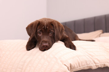 Cute chocolate Labrador Retriever on soft bed in room. Lovely pet