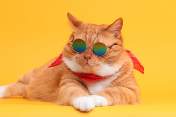 Cute ginger cat in stylish sunglasses and bandana on yellow background