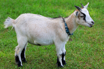 Obraz premium goat on the meadow