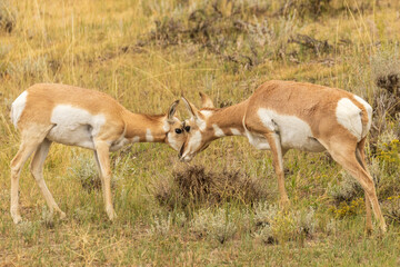 Naklejka na ściany i meble antelope in the wild