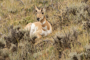 young antelope in the wild