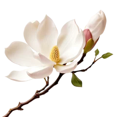Gordijnen Magnolia flower png Magnolia png Magnolia flower transparent background © HugePNG