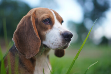 Head shot portrait focus on the  eye  of a cute beagle dog sitting on the green grass in the yard on sunny day.