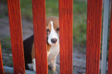 A cute tri-color beagle dog behind red bars of fence door waiting for its owner.