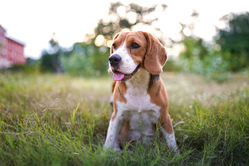 An adorable beagle dog sitting on the green grass  outdoor in the field. Dog 's portrait shot with shallow depth of field focus on face and eye.