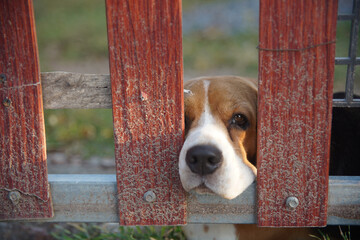 A cute tri-color beagle dog feel alone behind red bars of fence door waiting for its owner.Selective focus,focus on lonely eye.