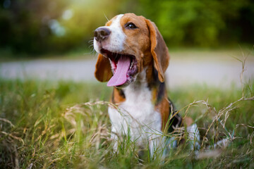 A tri-color beagle is yawning while sitting on the grass field in the farm on sunny day,selective focus ,shallow depth of field shot.