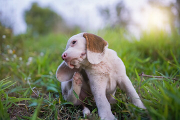 An adorable white fur beagle puppy,a special type of beagle dog, scratching its body on the grass field ,focus on eye,shot with shallow depth of field bokeh background.