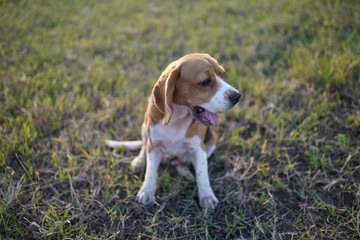 A tri-color beagle is yawning while sitting on the grass field in the farm on sunny day,focus on face,shallow depth of field shot.