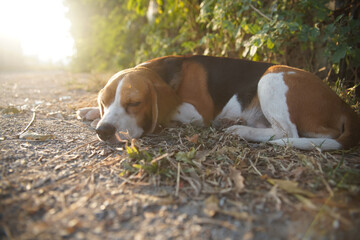 An adorable beagle dog sleep on the side of the road in the park on the sunny day.