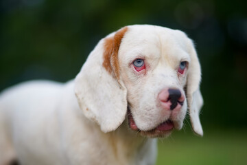 A cute white fur beagle dog,a special type of beagle, standing on the grass field ,focus on blue eye,shot with shallow depth of field bokeh background.