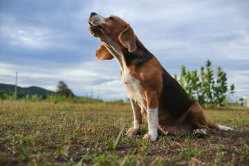 A tri-color beagle dog howling while sitting on the field.
