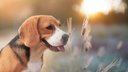 A cute tri-color beagle dog is sitting in the meadow under the golden sunlight and bokeh background, shallow depth of field, selective focus.