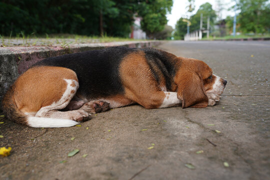 A cute tri-color beagle dog laying down on the empty road.