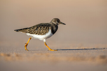 Ruddy Turnstone, Arenaria interpres, bird feeding on the beach at low tide