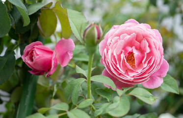 Fragrant pink rose blooming in the garden.