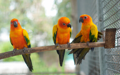 A macaw sits on a branch in a natural pose.