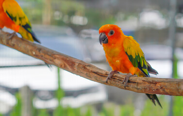 A macaw sits on a branch in a natural pose.