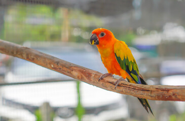 A macaw sits on a branch in a natural pose.