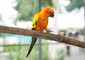 A macaw sits on a branch in a natural pose.