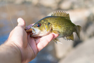 Freshly cought rock bass held in hand, fishing lure and line, natural backgrounds