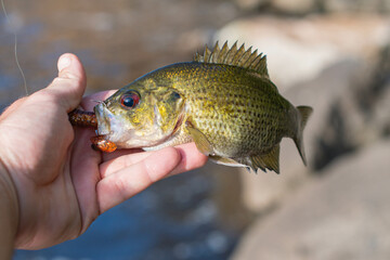 Freshly cought rock bass held in hand, fishing lure and line, natural backgrounds