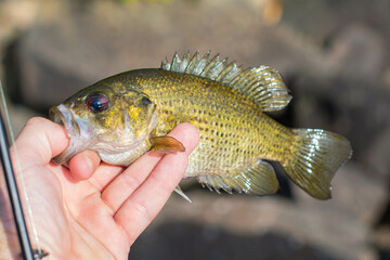 Freshly cought rock bass held in hand, fishing lure and line, natural backgrounds