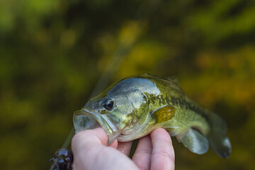 selective focus nice catch largemouth bass copy space image, summer fishing