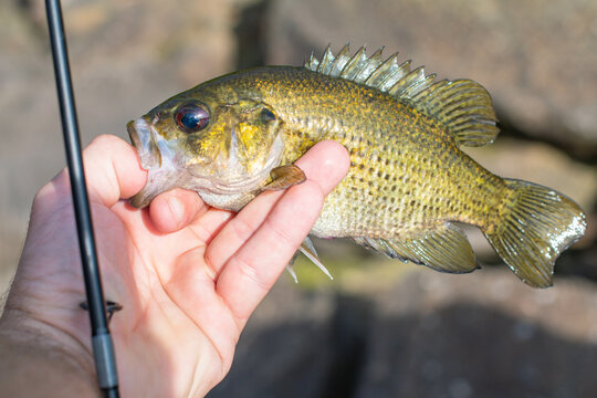 Freshly cought rock bass held in hand, fishing lure and line, natural backgrounds