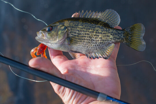 Freshly cought rock bass held in hand, fishing lure and line, natural backgrounds