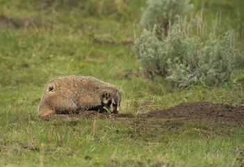 Badger digging for food