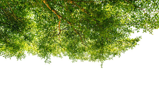 .Ivory coast almond, black afara isolated on white background