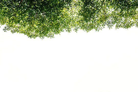 .Ivory coast almond, black afara isolated on white background