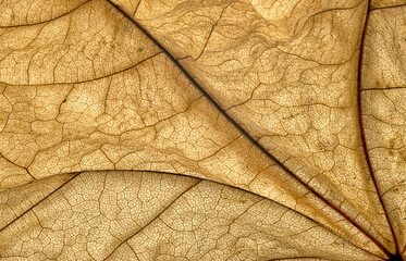 Dried Maple Leaf in Fall