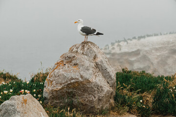 Rocky beach and seagull sitting on a cliff top on a foggy overcast day