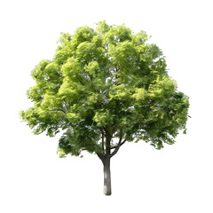 Tree isolated on transparent background, Generative ai
