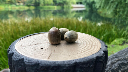 Autumn acorns by the pond