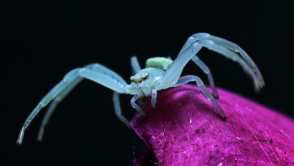 macro white spider one flower