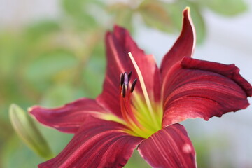 red lily flower closeup