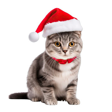 recommend clip art: Domestic Shorthair Cat Christmas clip art003.png