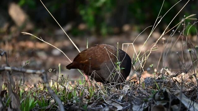 Orange-Footed Scrub Fowl Foraging for Food