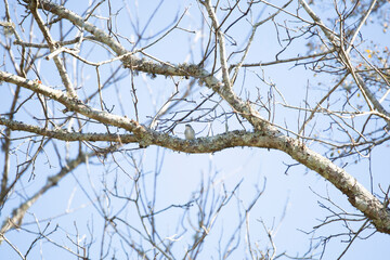 Yellow-Rumped Warbler